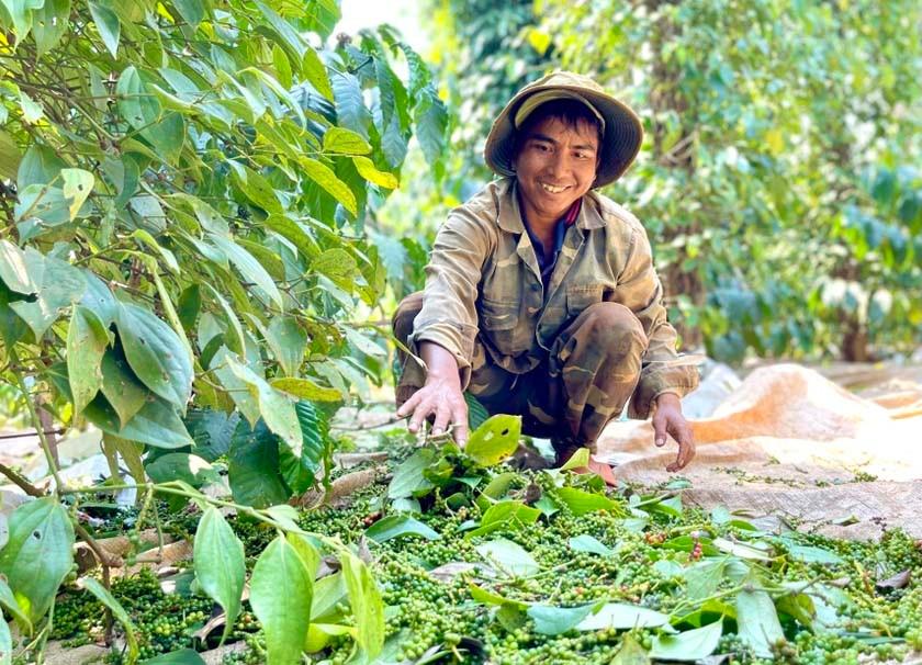 Giá tiêu hôm nay 30/8: Giảm mạnh 1.500 đồng/kg