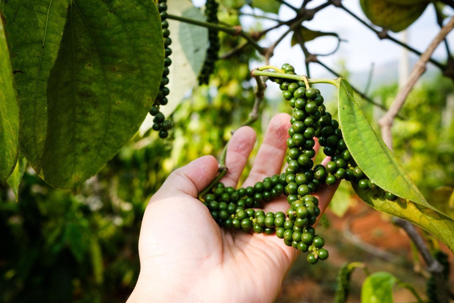 Giá gạo xuất khẩu tăng, hồ tiêu giữ đà đi lên, heo hơi giảm
