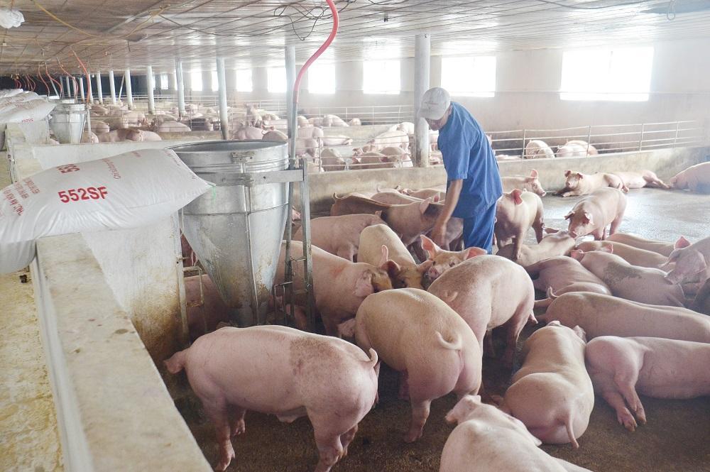 Giá heo hơi hôm nay 2/8: Tiếp đà giảm, nhiều nơi chạm mốc 60.000 đồng/kg
