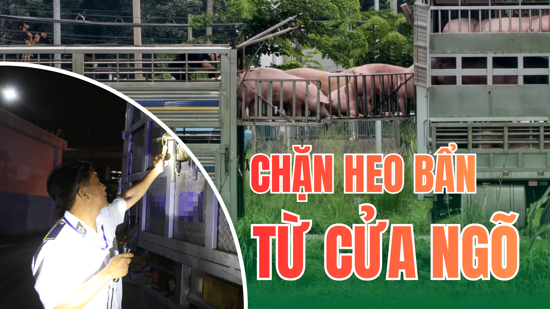 Những người giữ an toàn cho bữa ăn của 14 triệu dân TP.HCM - Kỳ 1: Cuộc mật phục trong đêm, chặn 35 tấn heo chứa chất cấm