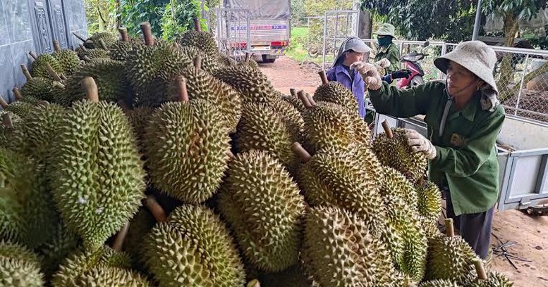 Sầu riêng tươi chinh phục thị trường Ấn Độ