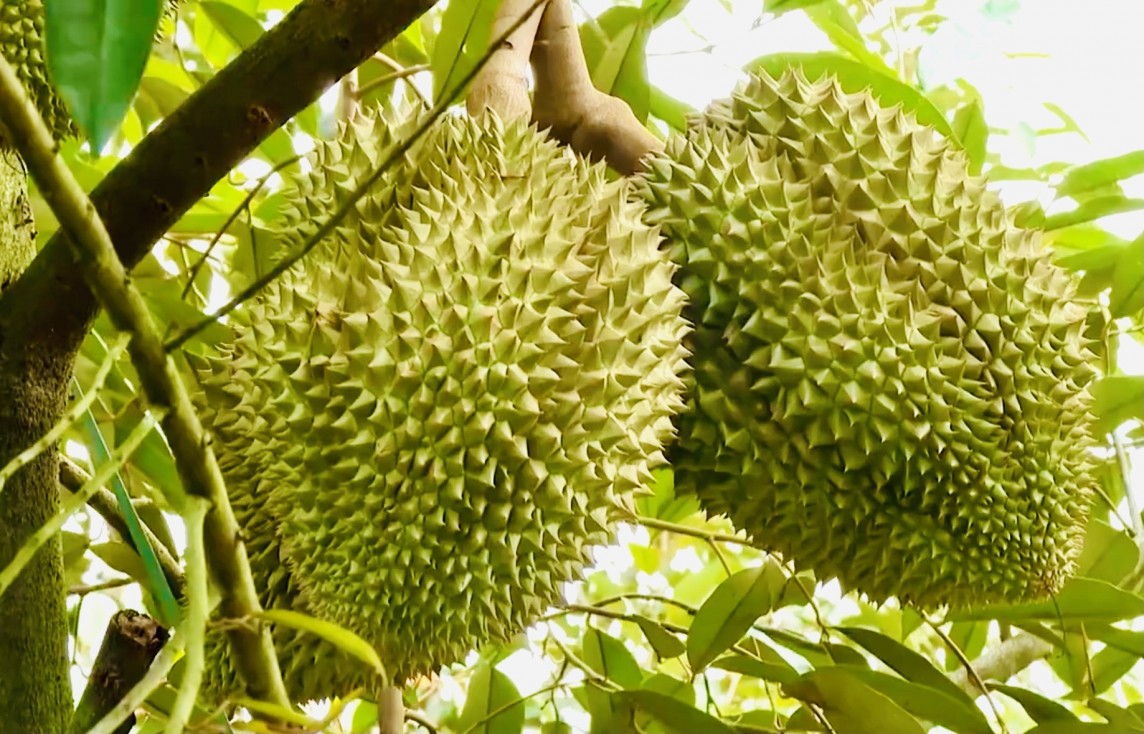 Ấn Độ mở cửa cho sầu riêng Việt Nam: Cơ hội lớn đi cùng bài toán chất lượng