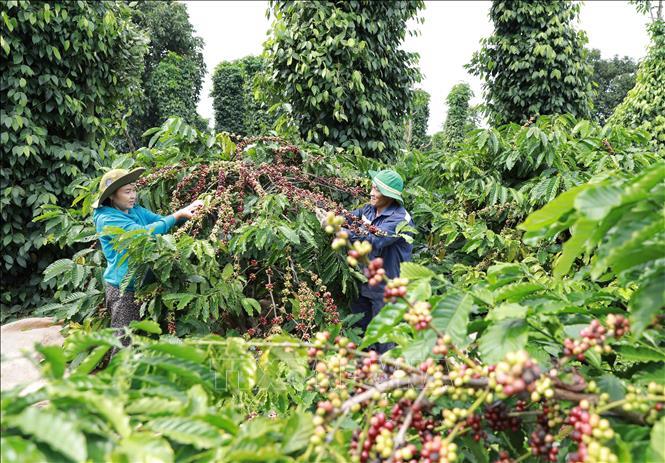 Giá cà phê hôm nay 2/8: Arabica bật tăng mạnh, trong nước giữ mốc 96.800 đồng/kg
