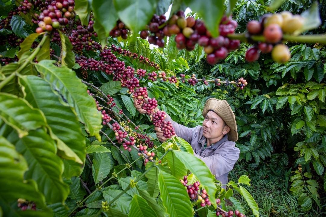 Giá cà phê hôm nay 16/8: Robusta giảm hơn 100 USD/tấn