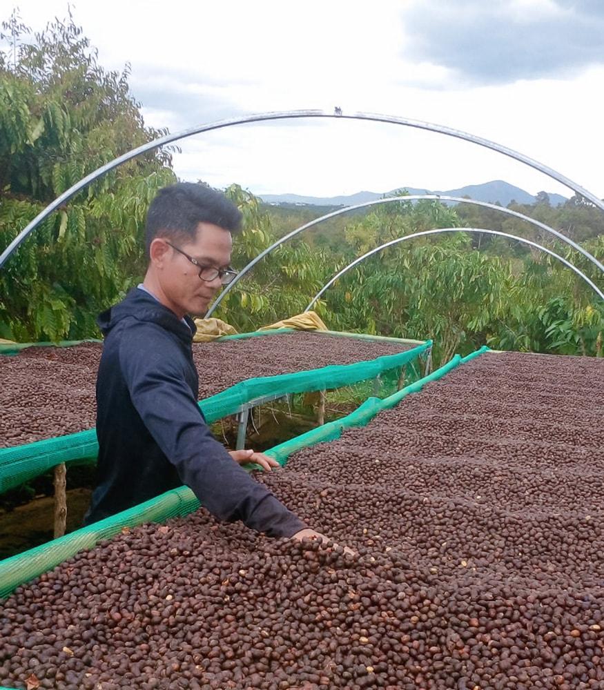 Giá cà phê hôm nay 3/8: Tăng gần 1.000 đồng/kg