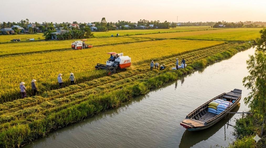 Giá lúa gạo hôm nay 3/8: Xuất khẩu giữ đà phục hồi