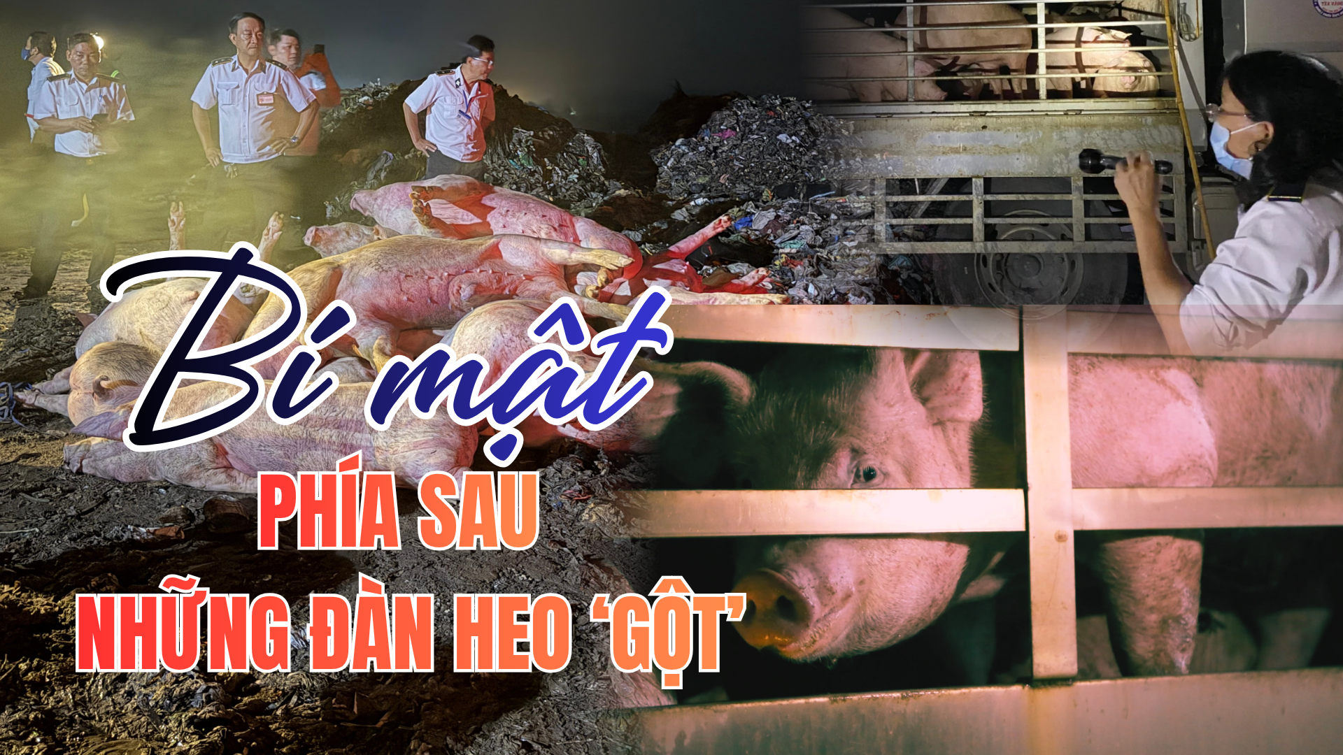 Những người giữ an toàn cho bữa ăn của 14 triệu dân TP.HCM - Kỳ cuối: Heo "gột", heo "quay đầu" và những khoảng trống trước bữa ăn của người dân