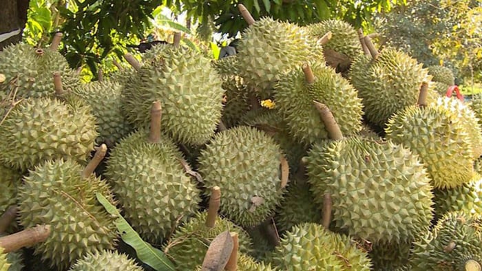 Giá sầu riêng hôm nay 5/8: Sầu Thái loại đẹp giữ mốc 85.000 đồng/kg