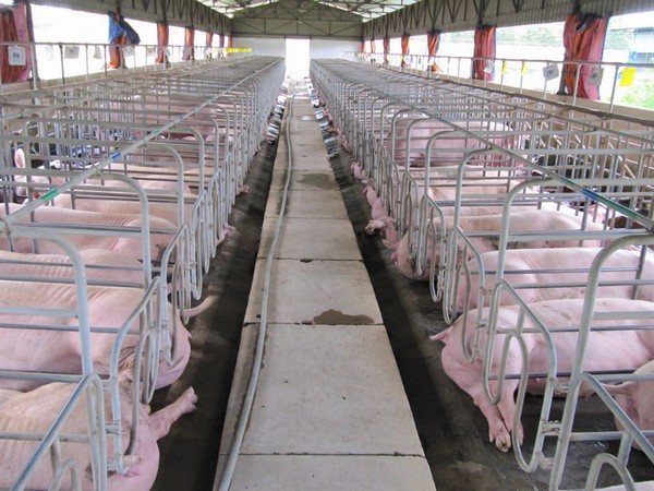 Giá heo hơi hôm nay 6/8: Giảm tiếp tại một số địa phương