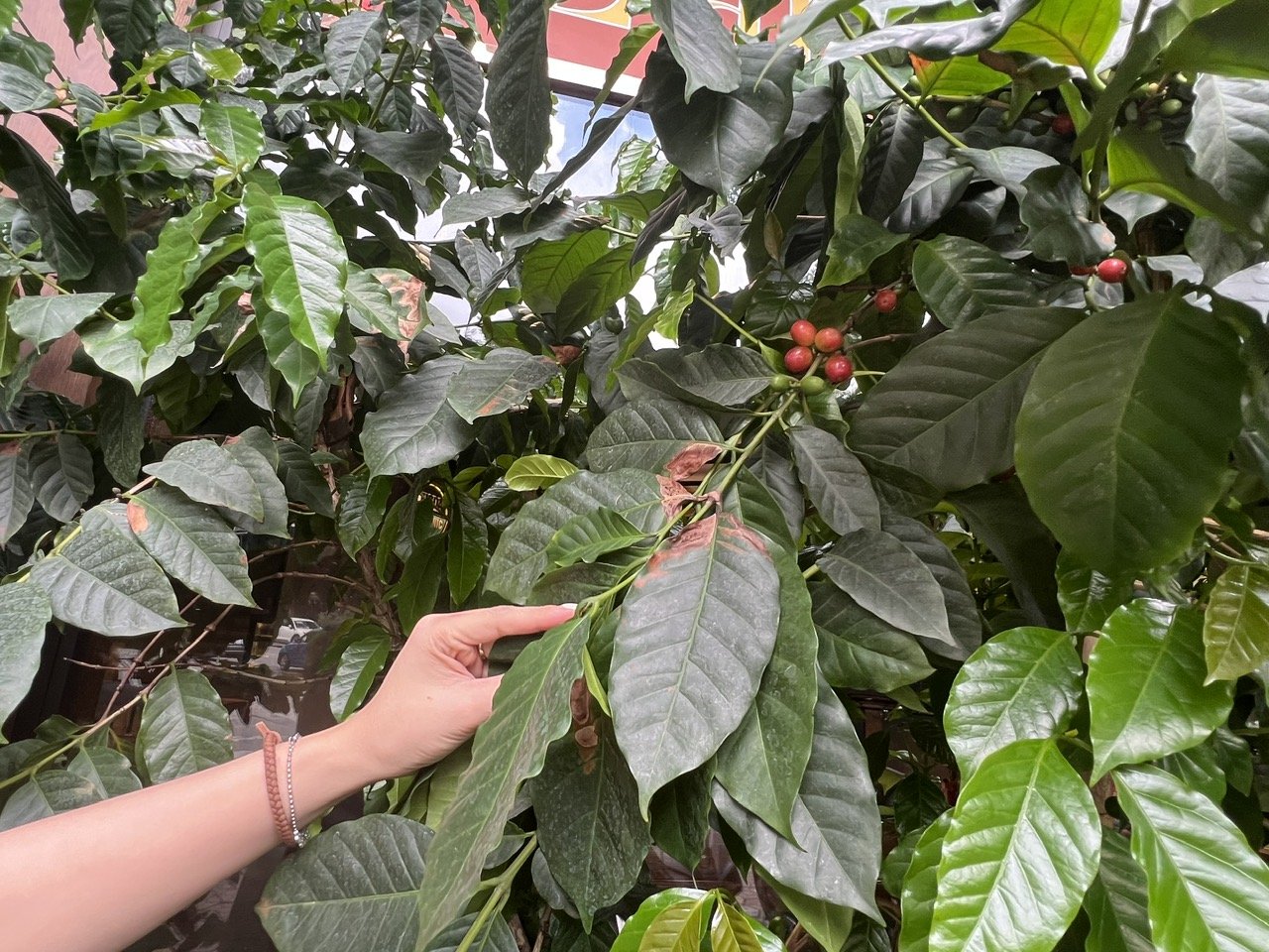 Giá cà phê hôm nay 7/8: Tăng gần mốc 100.000 đồng/kg