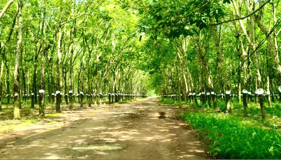 Giá cao su hôm nay 7/8: Đồng loạt tăng trên các sàn giao dịch