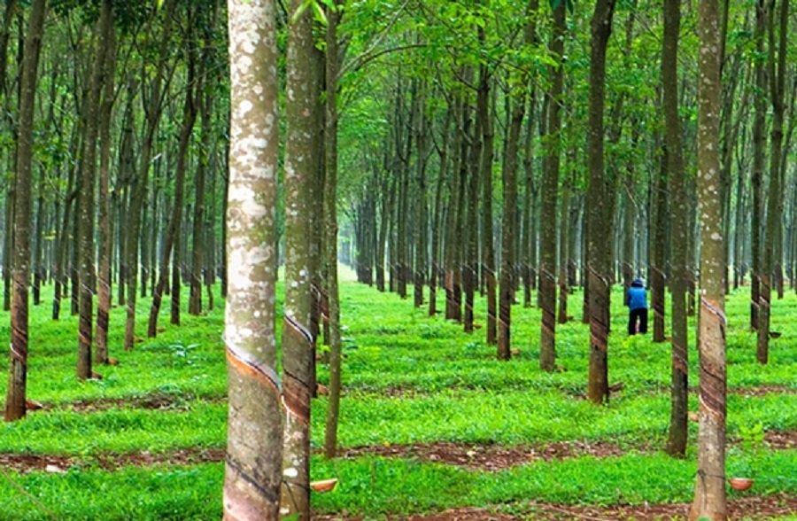 Giá cao su hôm nay 8/8: Sắc xanh lan rộng trên các sàn châu Á