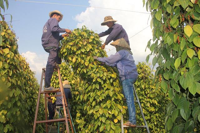 Giá tiêu hôm nay 8/8: Nhập khẩu tăng 55%