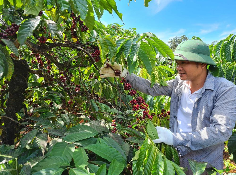 Giá cà phê hôm nay 9/8: Trong nước tiếp tục giảm