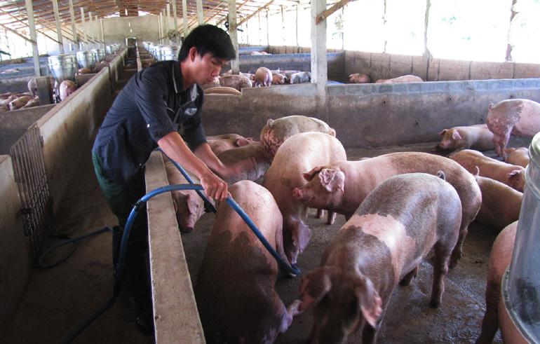 Giá heo hơi hôm nay 24/8: Nhiều nơi trở lại mốc 58.000 đồng/kg