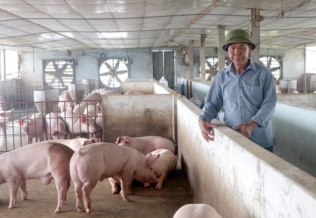 Giá heo hơi hôm nay 9/8: Có nơi xuống 58.000 đồng/kg