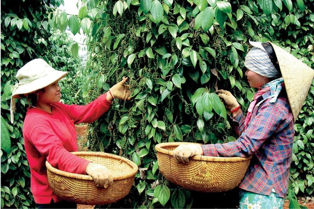 Giá tiêu hôm nay 18/8: Ổn định