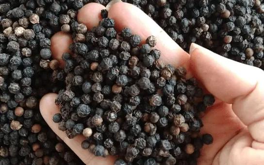 Giá tiêu hôm nay 9/8: Giữ đỉnh 141.000 đồng/kg
