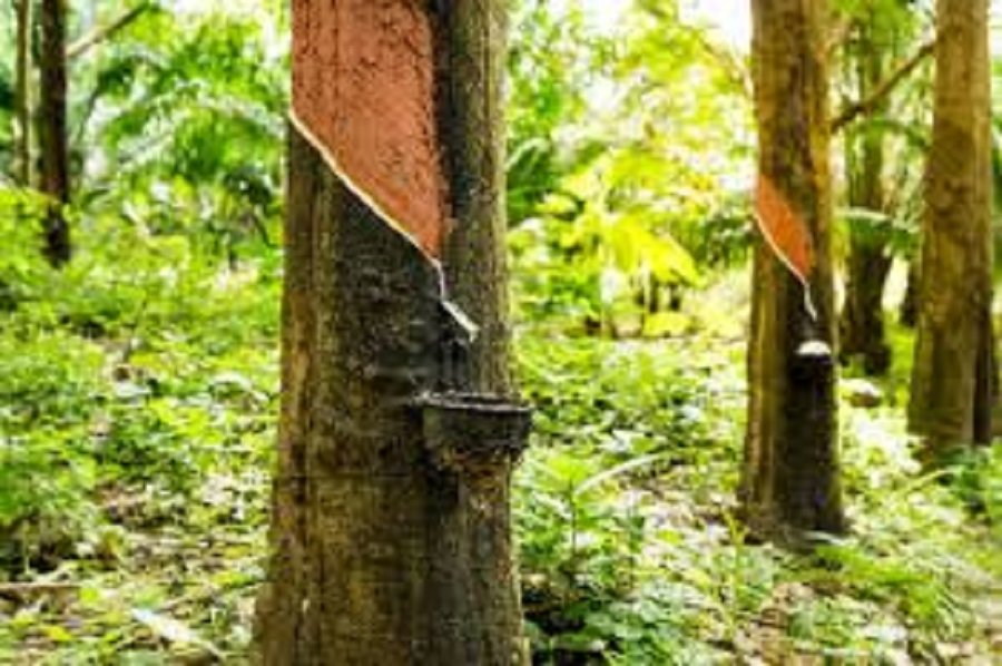 Giá cao su hôm nay 10/8: Đồng loạt khởi sắc