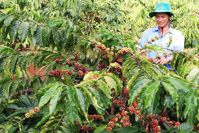 Giá cà phê hôm nay 10/8: Neo cao, thương lái sớm chào mua vụ mới