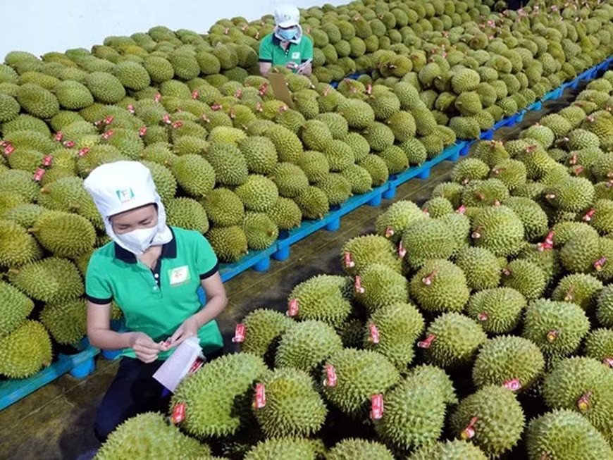 Giá sầu riêng hôm nay 11/8: Thị trường biến động