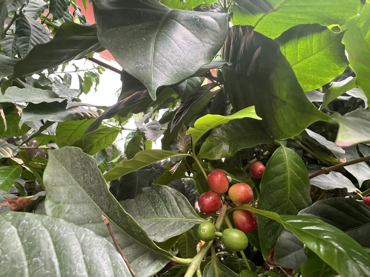 Giá cà phê hôm nay 12/8: Cao nhất 98.000 đồng/kg