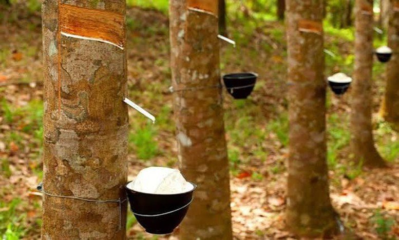 Thị trường tín chỉ carbon: Cơ hội tăng giá trị xuất khẩu cho cao su Việt Nam