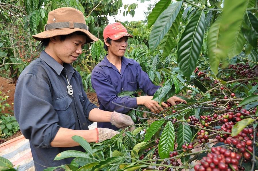 Giá cà phê hôm nay 17/8: Rơi xuống đáy 3 tuần