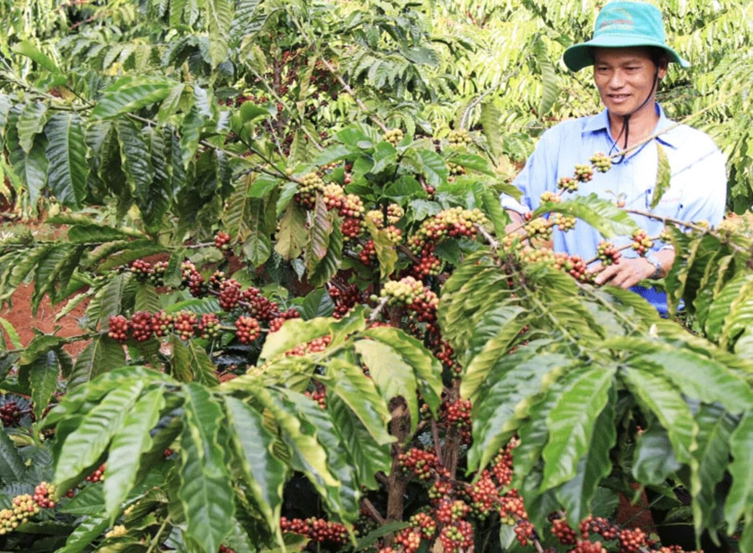 Giá cà phê hôm nay 14/9: Tăng 500 đồng/kg trong tuần
