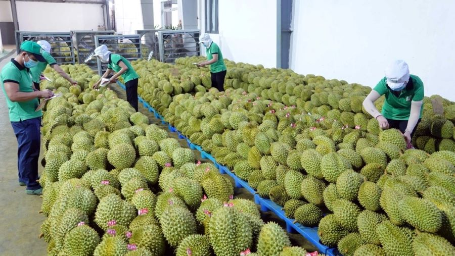 Giá sầu riêng hôm nay 18/8: Ổn định