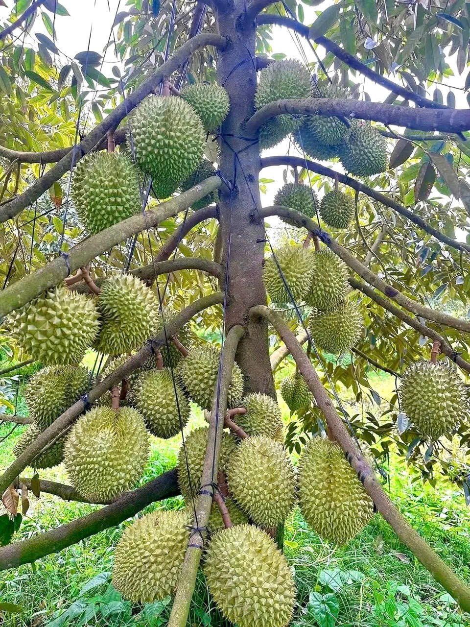 Giá sầu riêng hôm nay 19/8: Thị trường phân hoá
