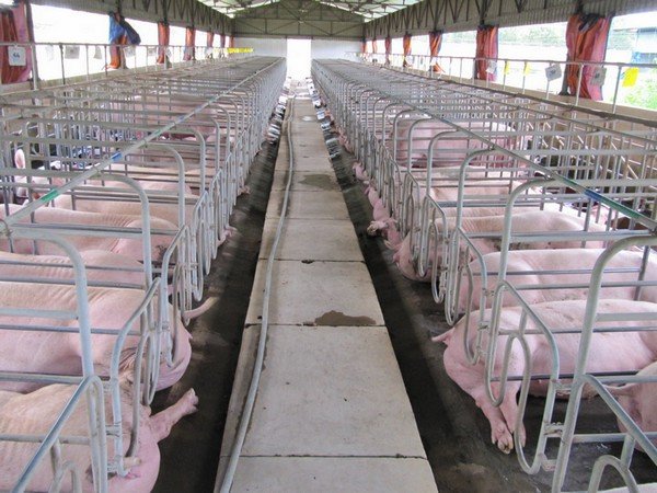 Giá heo hơi hôm nay 19/8: Thấp nhất 55.000 đồng/kg