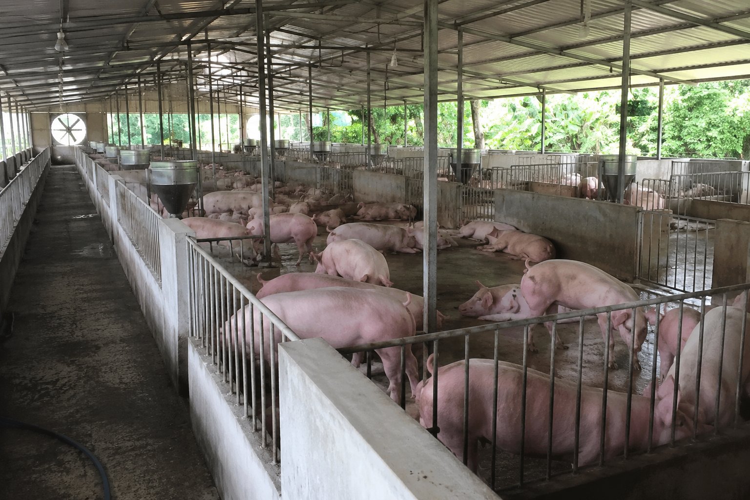Giá heo hơi hôm nay 20/8: Điều chỉnh tăng