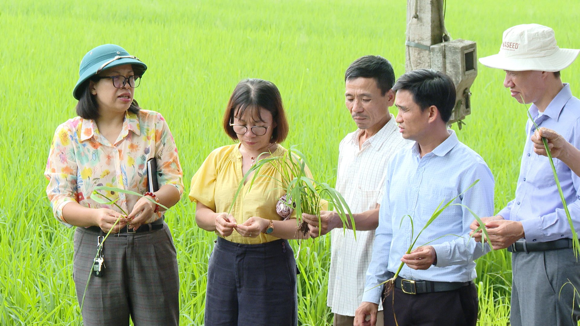 Hà Nội: 60ha lúa vụ mùa tại Đại Xuyên được cấy hoàn toàn bằng máy