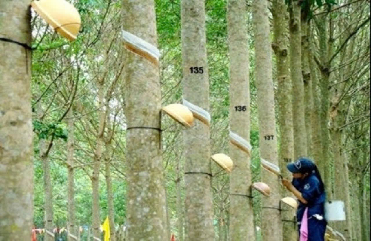 Giá cao su hôm nay 21/8: Sắc xanh bao phủ sàn giao dịch châu Á