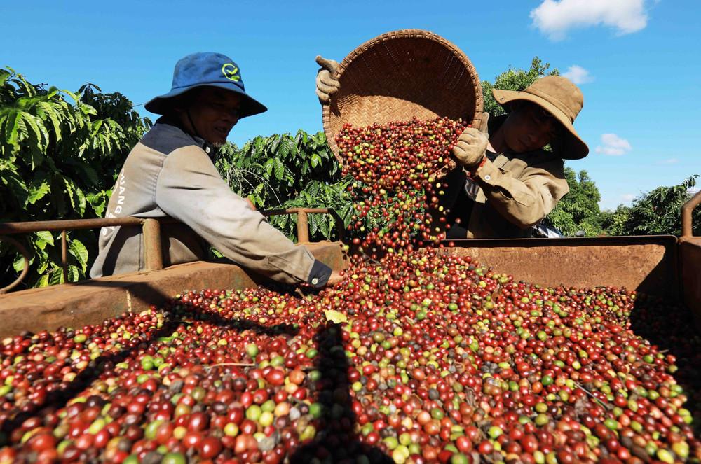 Giá cà phê hôm nay 29/8: Robusta chạm đáy 2 tháng