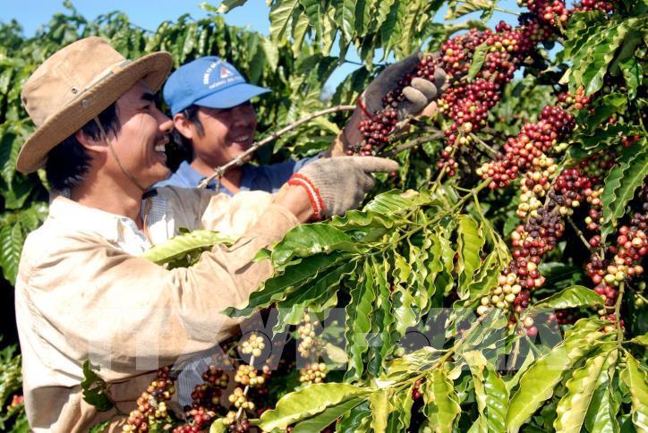 Giá cà phê hôm nay 24/8: Tăng 1.600 đồng/kg, cao nhất 96.500 đồng