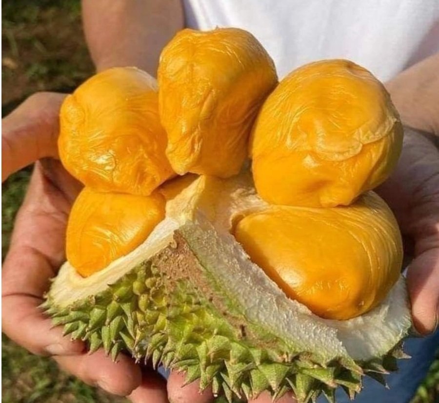 Giá sầu riêng hôm nay 27/8: Sầu Thái ở Gia Lai tăng