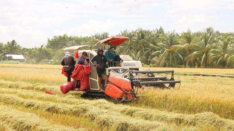 Giá lúa gạo hôm nay 26/9: Lúa tươi tăng giảm đan xen