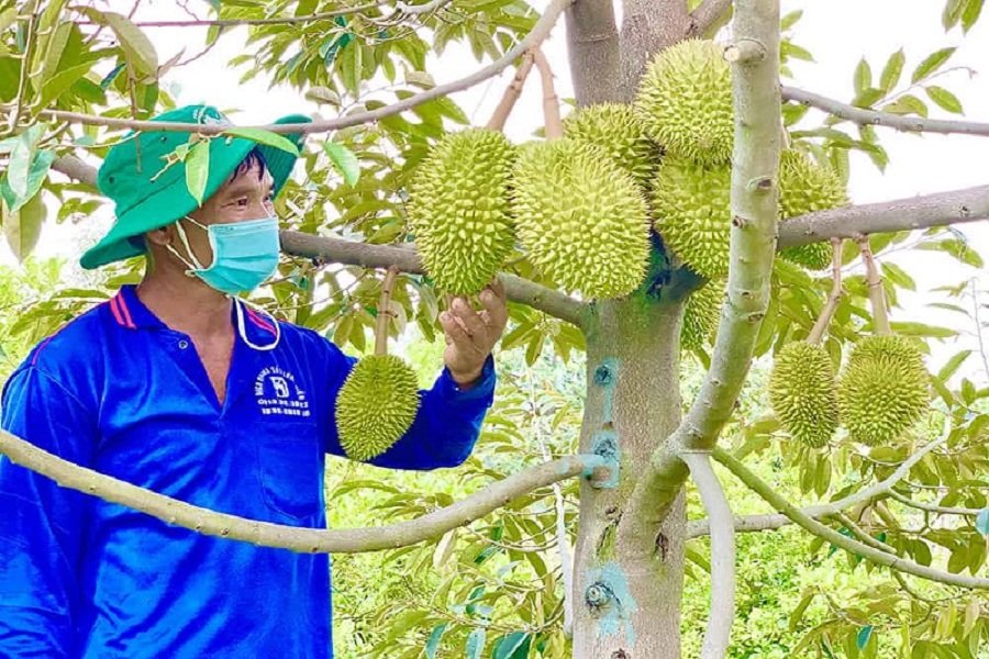 Sầu riêng Lâm Đồng có thêm 13 mã số vùng trồng, với diện tích 473,7ha được Trung Quốc phê duyệt