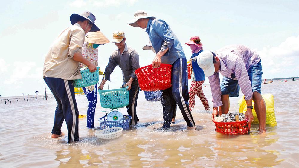 Xuất khẩu nghêu Việt Nam tăng 17%, Mỹ trở thành điểm sáng