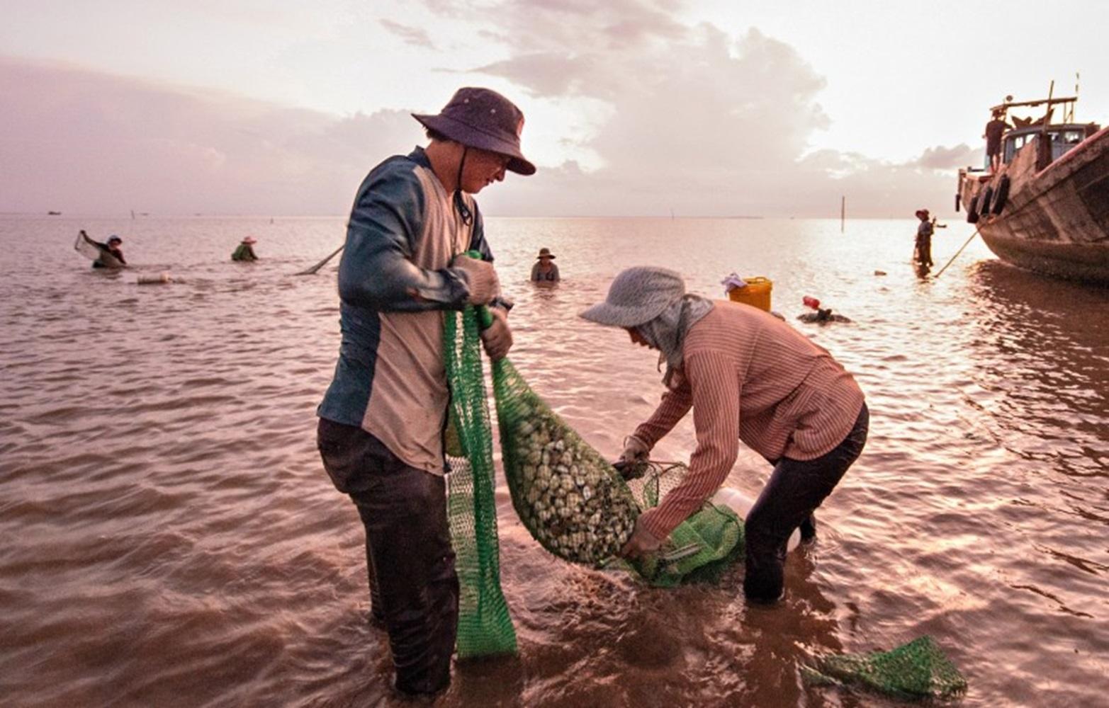Ngh&ecirc;u l&agrave; một trong những sản phẩm nhuyễn thể c&oacute; tiềm năng mở rộng xuất khẩu nhờ nhu cầu phục hồi tại nhiều thị trường lớn. Ảnh Internet