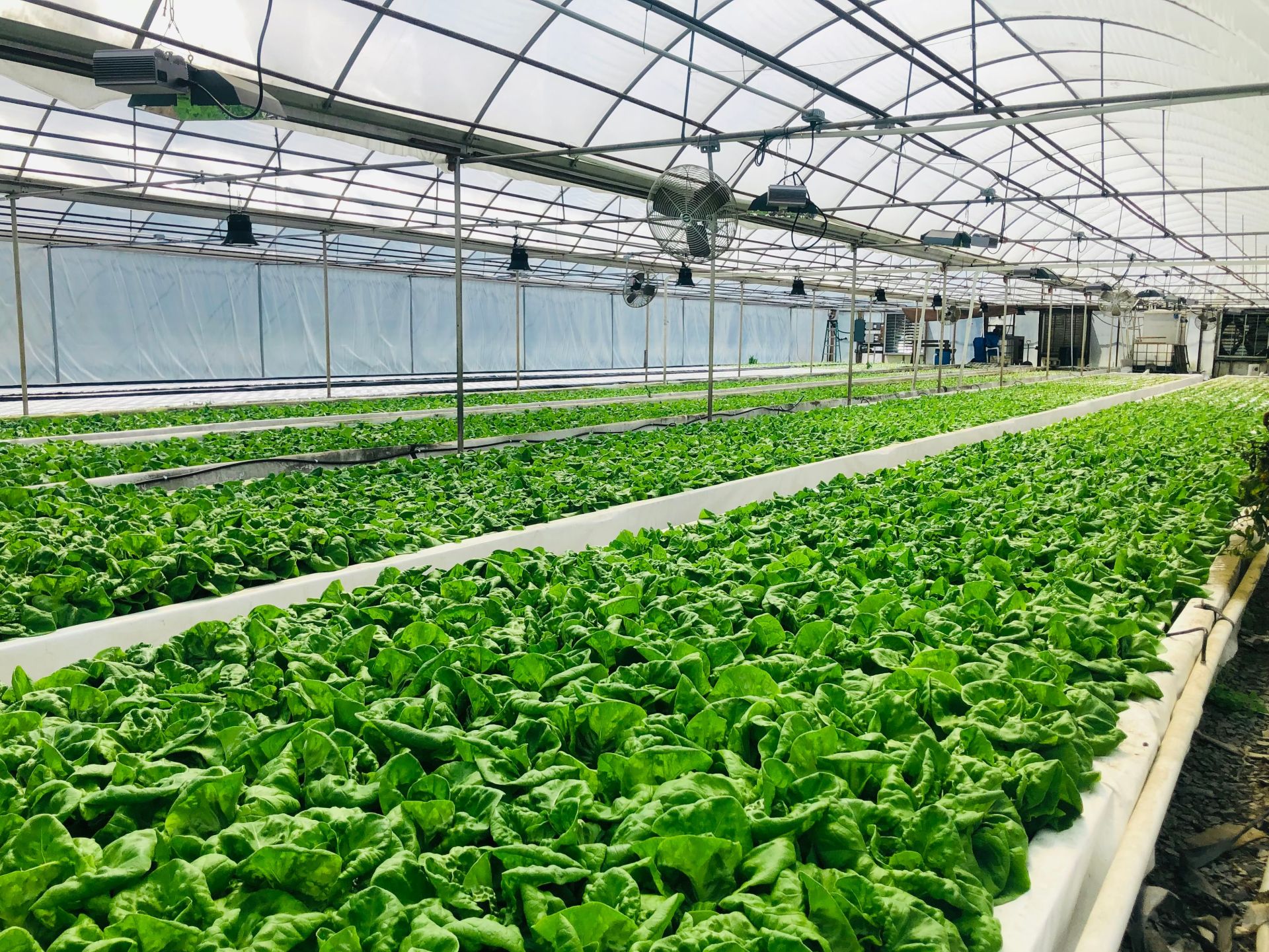 Bắc Ninh tăng tốc ứng dụng AI, IoT và chuyển đổi số trong phát triển nông nghiệp thông minh