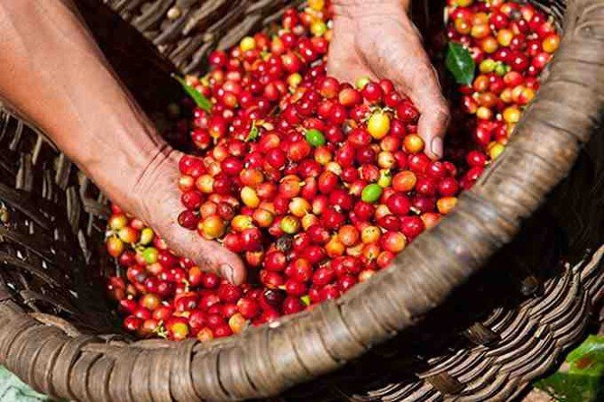 Giá cà phê hôm nay 1/9: Tăng đồng loạt