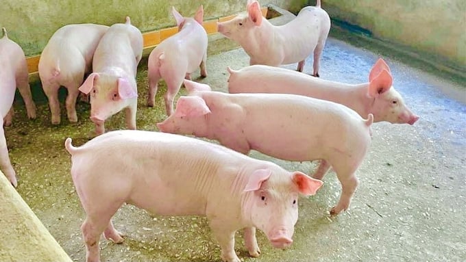 Giá heo hơi hôm nay 2/9: Cao nhất 59.000 đồng/kg