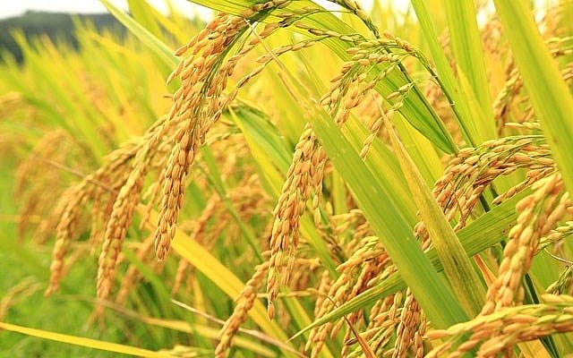 Giá lúa gạo hôm nay 2/9: Tại Đồng bằng sông Cửu Long trầm lắng