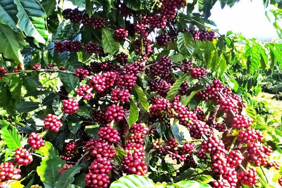 Giá cà phê hôm nay 7/9: Cao nhất 95.000 đồng/kg