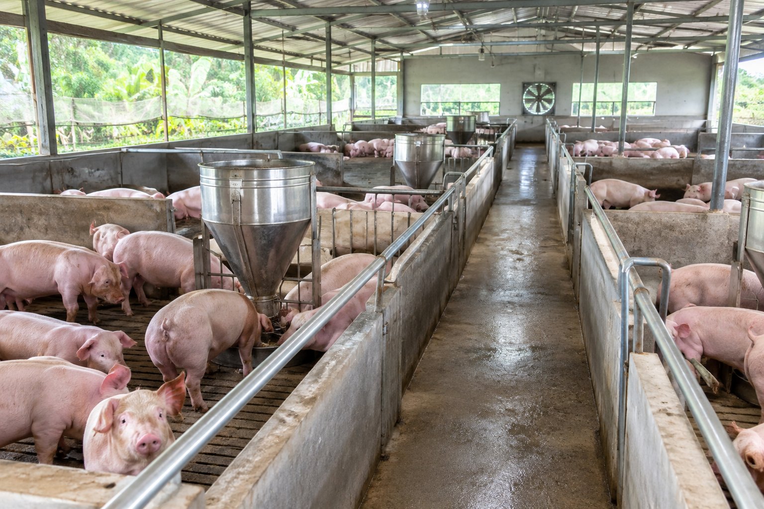 Giá heo hơi hôm nay 9/9: Tăng nhẹ tại Gia Lai