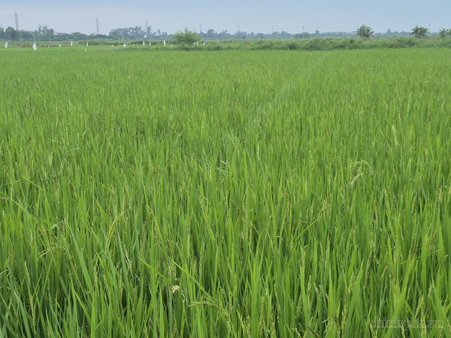 Ngành nông nghiệp nỗ lực bứt phá những tháng cuối năm