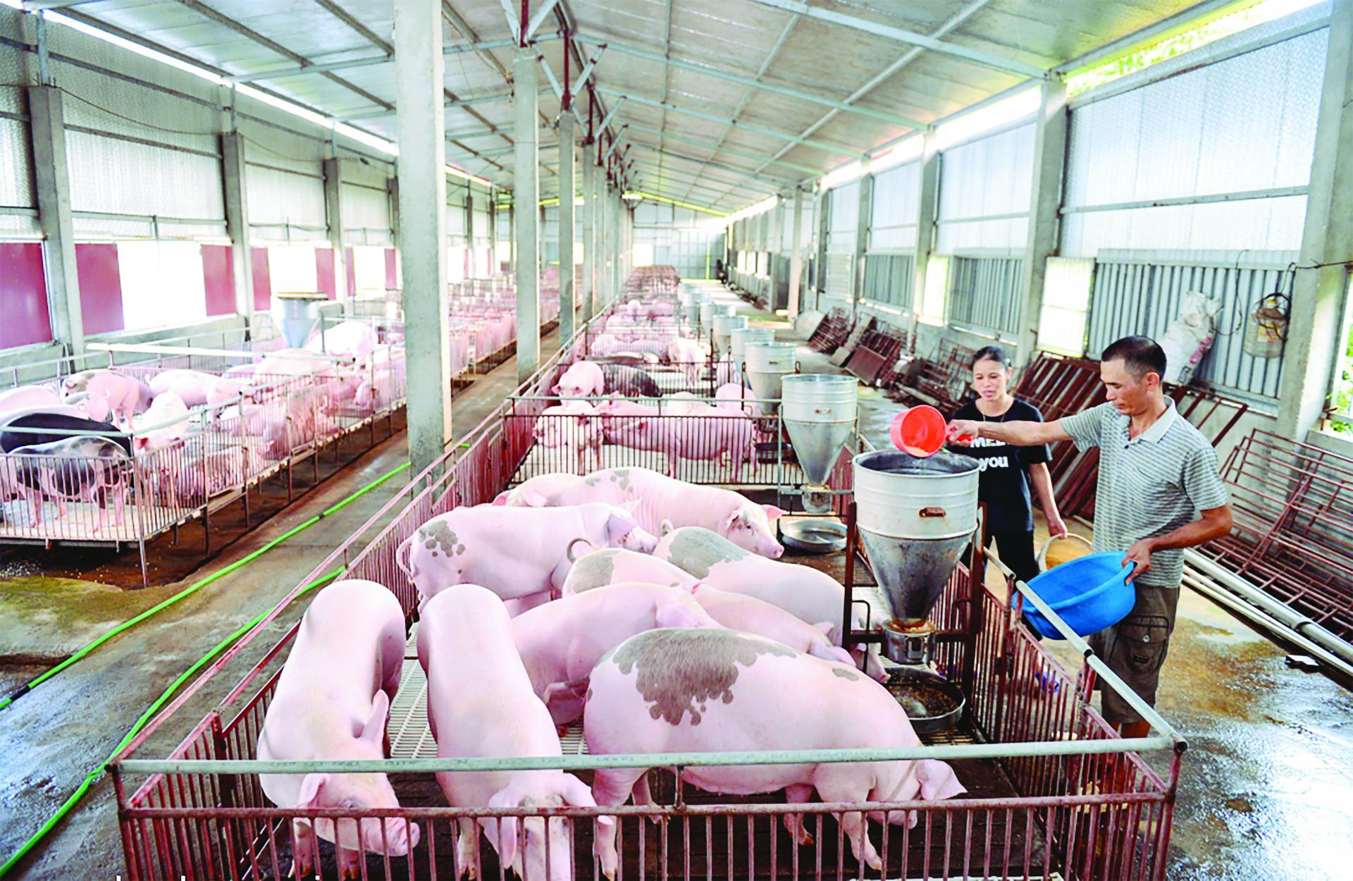 Gi&aacute; heo hơi tại cả ba miền tiếp tục đi ngang trong khoảng 57.000-60.000 đồng/kg. (Ảnh Internet)